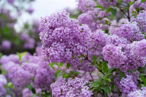 liliac|lilacs meaning.